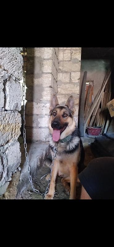 ingilis setteri it cinsinin digər adı nədir: Alman çoban iti, Erkek — 2