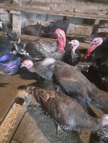 Amerika Bronzo.Təmiz qan .Super ətlik və damazlıq cinsdir.Mayalı və