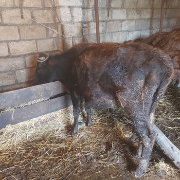 Bir bala veran yerli inaydi 5aylig bogazdi 1900m