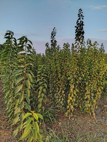 zeytun satışı: Hər növ ağac tinglerinin satışı — 12