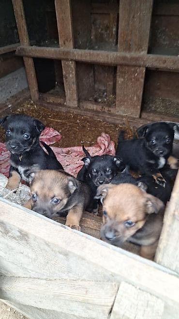 itle: Peyvəndli — 1