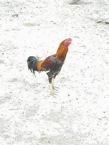 iri buynuzlu mal: Satılır: Karadeniz Turk xoruzu və feresi Safqanlı döyüş tipli — 7