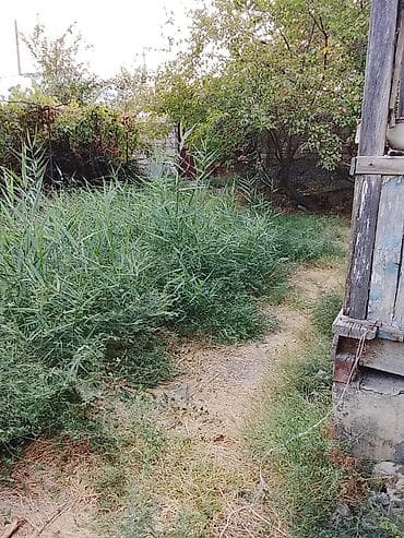 qax ilisu ev satilir: 8 sot, Maklerlər narahat etməsin, Kupça (Çıxarış) — 1