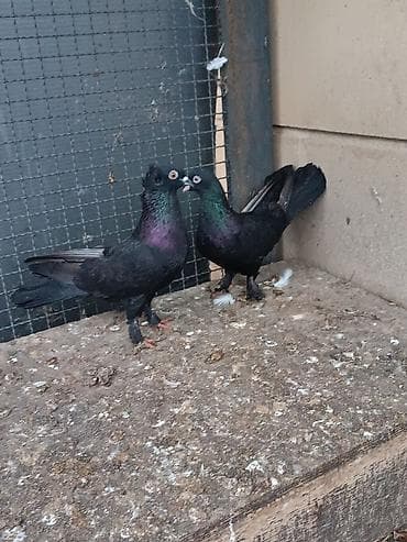 Pişiklər: Erkəyi mayadılar. erkəyi kəkilli maya ağ dimdikdi. əbrəşdən çıxıblar — 4