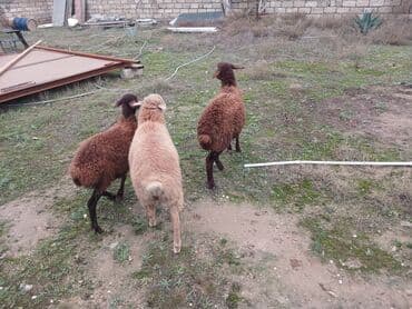 Inəklər, öküzlər: Qoyunlar – yerli cins - Şəkillərdə 3 baş qoyun göstərilir (1 ədəd — 4