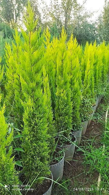 evkalipt ağacı haqqinda: Limonni yolka agacları çox münasib qiymətə satişda dibçəkdə böyüdülmüş — 5
