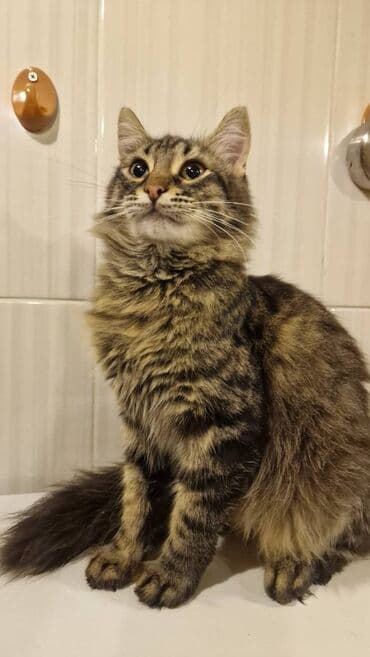 şotlant pisiyi: Sibir, Dişi, Yaxşı əllərə — 3