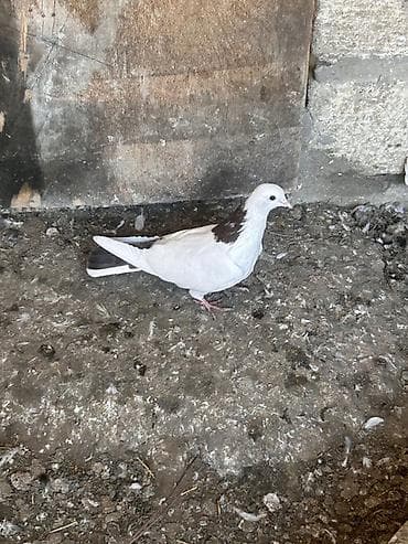 goyercin taklalar: Saglam heyvanlar hecbir problemi yoxdu cüt deyiller qirmizi boyun — 2