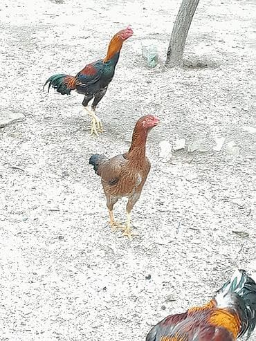 iri buynuzlu mal: Satılır: Karadeniz Turk xoruzu və feresi Safqanlı döyüş tipli — 5