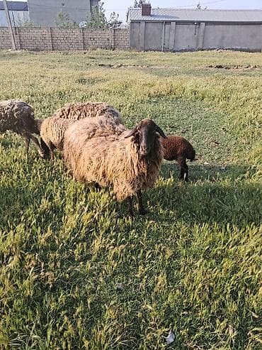 bala tutuquşu: Qala qoyunu ekiz bala veren qoyundu — 1