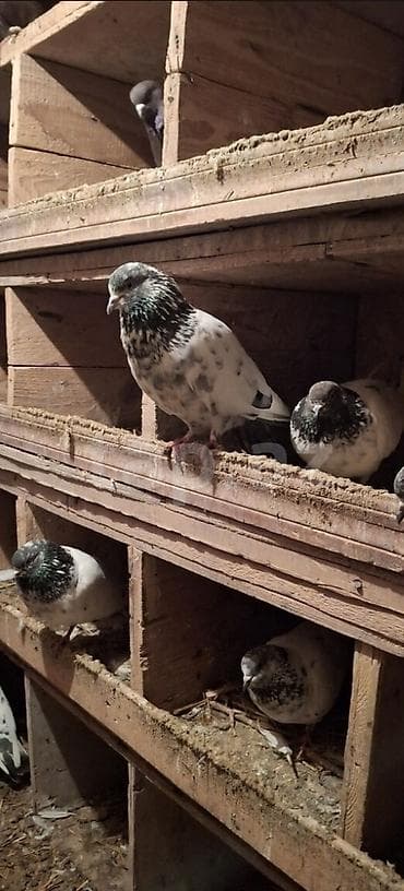Məhsul: Damazlıq göyərçinlər (qara-yaşıl boyun ləkəli, ağ-boz çalarlı