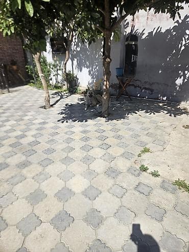 itlerin satisi sayti: Saxlamaq seraitim olmadiqi ucun satiram.Durusdu itdi stoykalidi qapi — 1