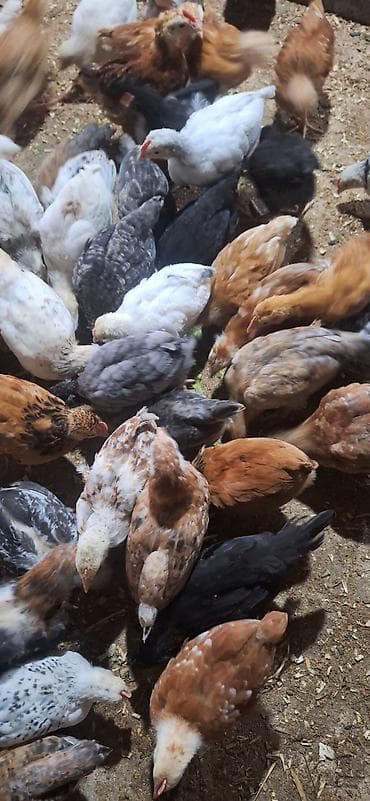 ataks cuce: Toyuq cücələri, Damazlıq — 1