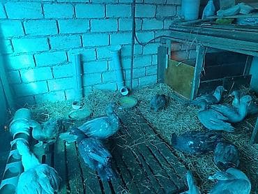 5 ayllq cins lal ördəklər ( Krasnodar MacarMirvari,Kərpici