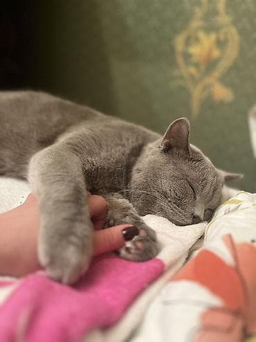 pişim: Şotland, Erkək, Cütləşmə üçün, Ödənişli çatdırılma — 4