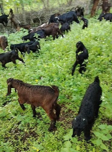 cins ineklerin satisi 2018: Məhsul: Keçi oğlaq Təsvir:Erkək oğlaqlar satılır200-400 azn arasında — 2