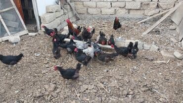 qəfəs satışı: Toyuq, Yumurtalıq — 6