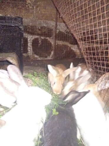 dana qiyməti xacmaz: SALAM 14 DƏNƏDİ OPTOM ALANA ENDİRİM Erkeklerni kesen 3kq Biri 14 den — 6