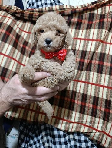 alabaý itleri: Pudel — 5