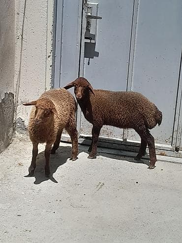 50 manata it: 2 dişi 1 erkək 3 aylığdılar sağlam quzulardı real alıcılar əlaqə — 4