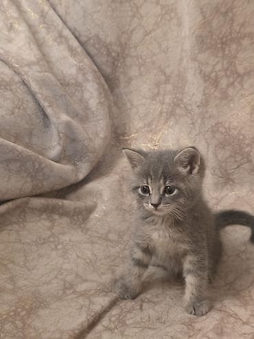 Məhsul: Pişik balaları Təsvir: - Şirin pişik balaları, ev şəraitində