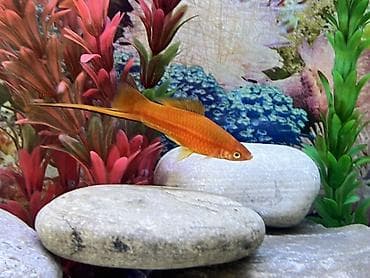 rottweiler satış: Sülhsevər, Ödənişli çatdırılma — 1