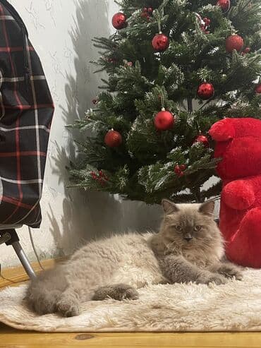 cütleşdirme: Şotland uzun tüklü, Erkək, Cütləşmə üçün, Ünvandan götürmə — 9