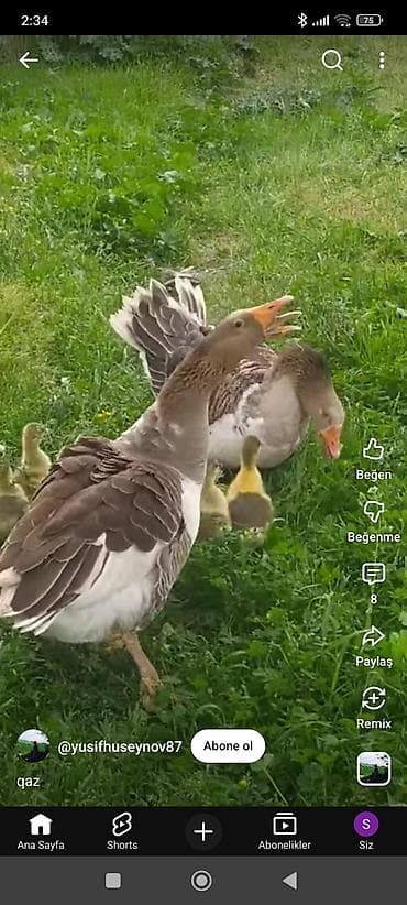 Dişi, Damazlıq, Ödənişli çatdırılma