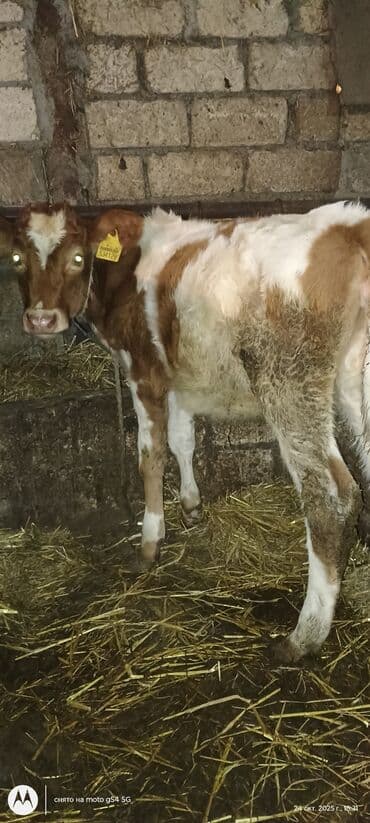 quzu qarni qiymeti: Simental 4 ayliq buzov hec bir problemi yoxdu sud ot yeyir — 2