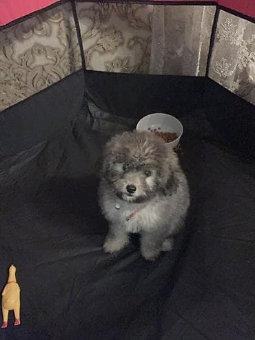 pomeranian boo mini: Pudel — 1