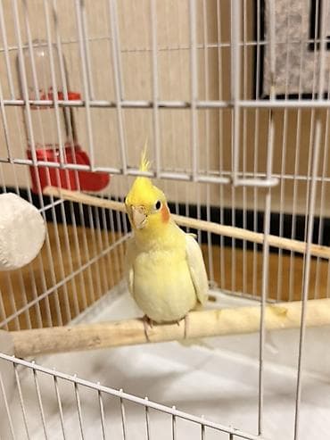 balaca it cinsi: Məhsul: Sarı rəngli nimfa (cockatiel) tutuquşu Təsvir: - Gözoxşayan — 2