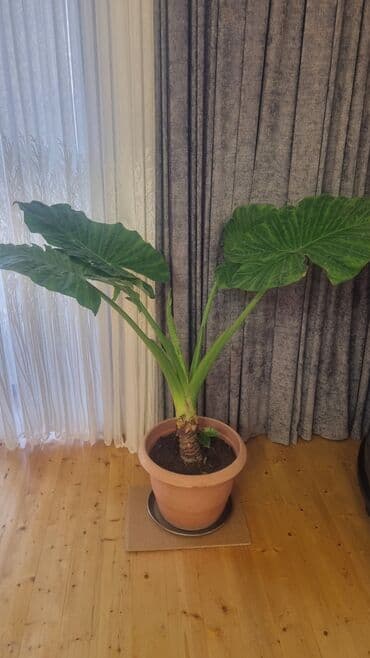 Уличные растения: Böyük ölçülü otaq bitkisi – Alocasia/Fil qulağı - Bitki: geniş — 1