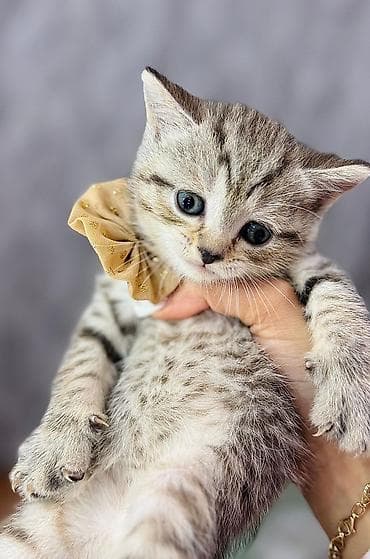 britan şinşila: Britan — 1