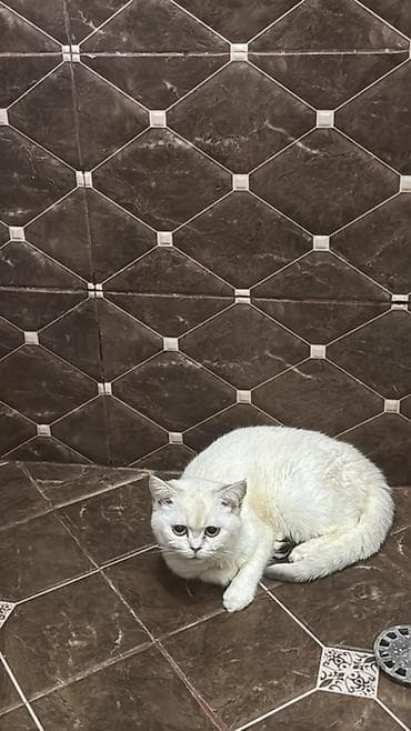 it adları oglan: Şinşilla, Dişi, Yaxşı əllərə, Ünvandan götürmə — 4