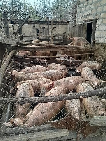 ucuz pişiklər: Real alici narahat elesin — 1