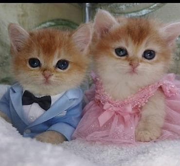 ucuz heyvanlar: Qızıl şinşilla, Erkək, Dişi — 8