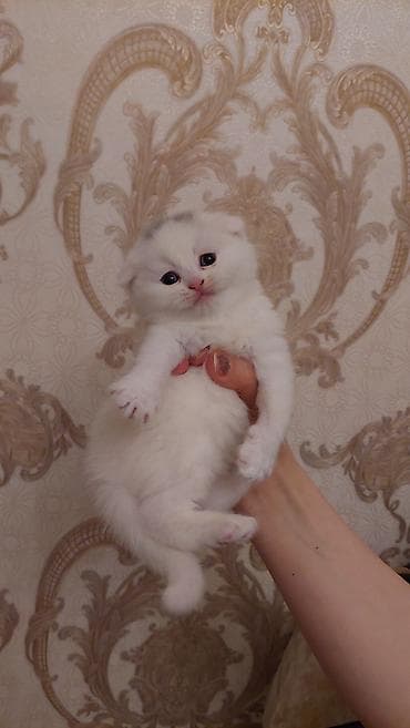 xamilyon heyvan: Şotland, Dişi, Ödənişli çatdırılma, Ünvandan götürmə — 3