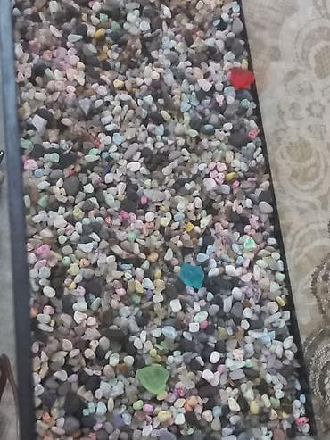 Gəmiricilər: Akvarum satılır 40 selqiledir lazim üçün fso — 2