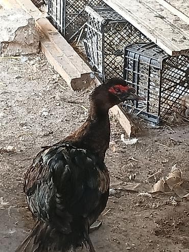rengli quslar: Qiymət dişilərə aitdir. təmiz qan qara zümrüdü erkek 45 Lavanda — 3