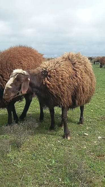 qoyun sortları: Qoyun satılır – yerli qara başlı, qəhvəyi yunlu sürü heyvanı - — 2