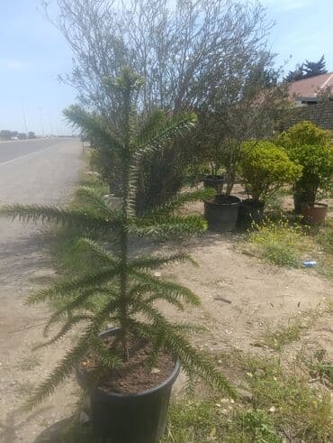 adəm ağacı: Dekarativ agaclarin satisi — 3