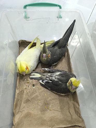 qizil qus: - Ev şəraitinə uyğun, sakit xasiyyətli və ünsiyyətcil növdür; fit və — 4