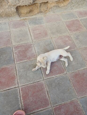 Heyvanlar üçün mallar: Balaca, krem rəngli it balası Xüsusiyyətlər: - Ağımtıl/krem rəngli — 10