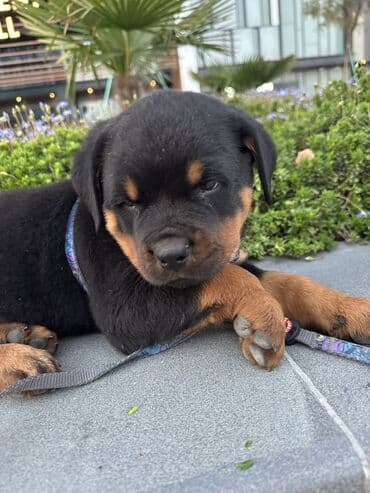 it cutlesdirmek: Rotveyler, 1 ay, Erkek — 13
