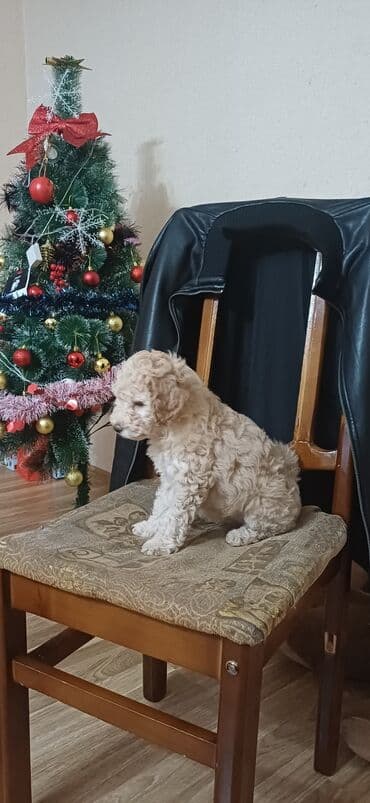 it yemi satilir: Pudel, 2 ay, Dişi, Peyvəndli, Ödənişli çatdırılma — 2