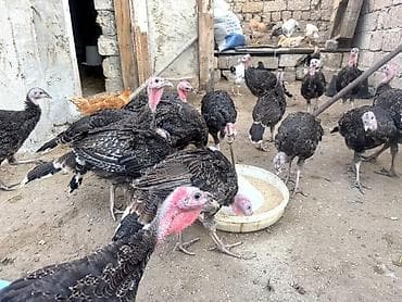 yorga at satilir: 46 Ədəd Ana Altından Çıxan Amerika-Bronz Hinduşkalar Satılırlar — 9