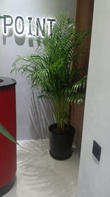 саженцы малины тарус: Qazon landşaft #qazon #torf #torf250litrlik Ekolayf #ekolayf balaken — 14