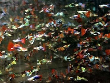 Balıqlar: Quppi, Sülhsevər, Ünvandan götürmə, Pulsuz çatdırılma, Ödənişli çatdırılma — 2