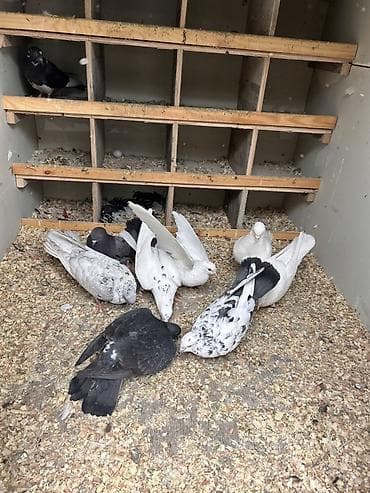 Digər heyvanlar: Məhsul: Ev göyərçinləri dəsti Təsvir: - Şəkillərdə tam qapalı qutuda — 2