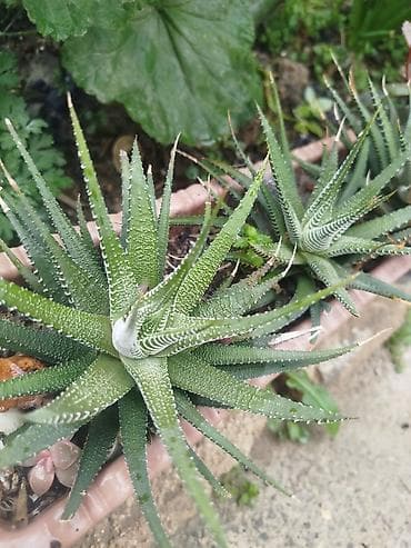 peygember ciceyi: Daxili və balkon yaşıllaşdırılması üçün saksı sukulent/kaktus — 8